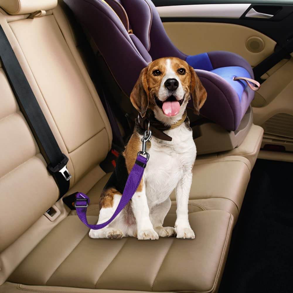 CINTURON DE SEGURIDAD PARA PERROS EN EL AUTOMOVIL Lock dog® 🐶🐾
