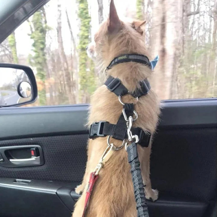 CINTURON DE SEGURIDAD PARA PERROS EN EL AUTOMOVIL Lock dog® 🐶🐾