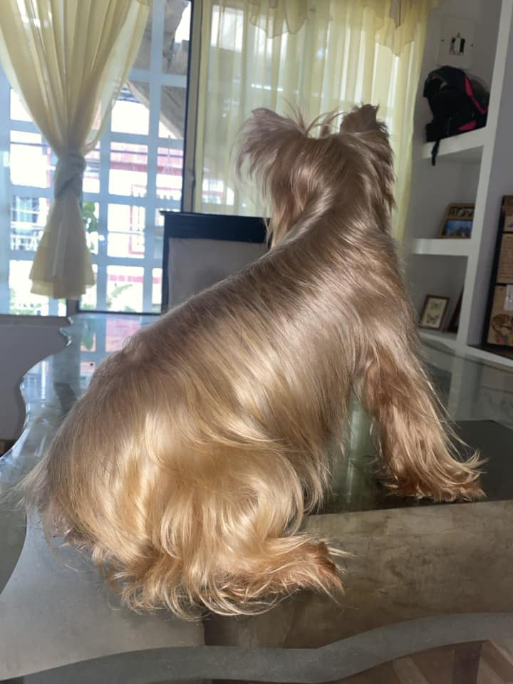 🐶ACONDICIONADOR PARA MASCOTAS😸