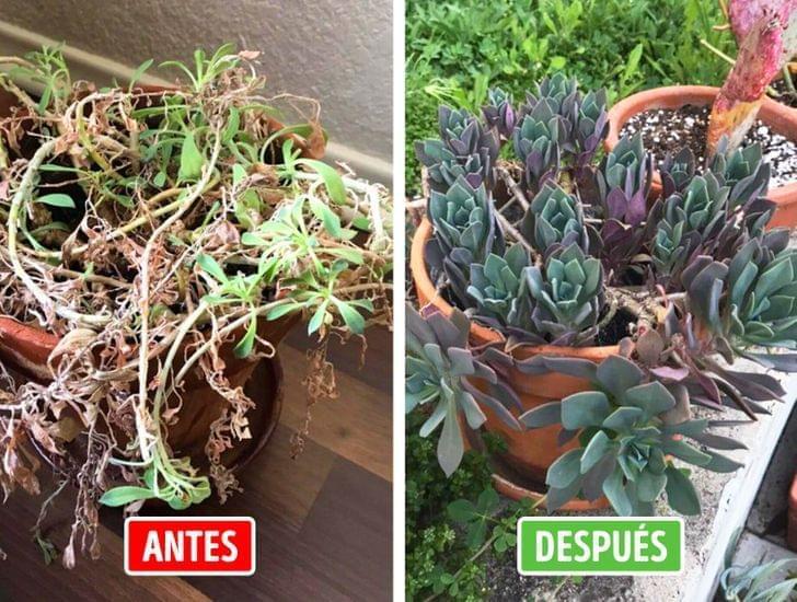 Alimento para plantas