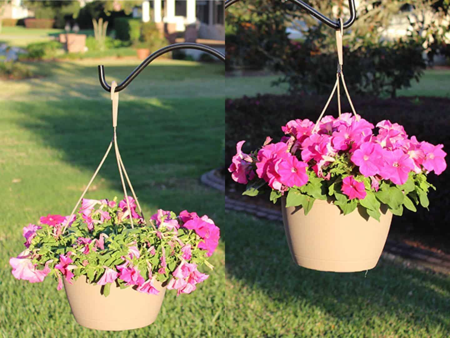 Alimento para plantas