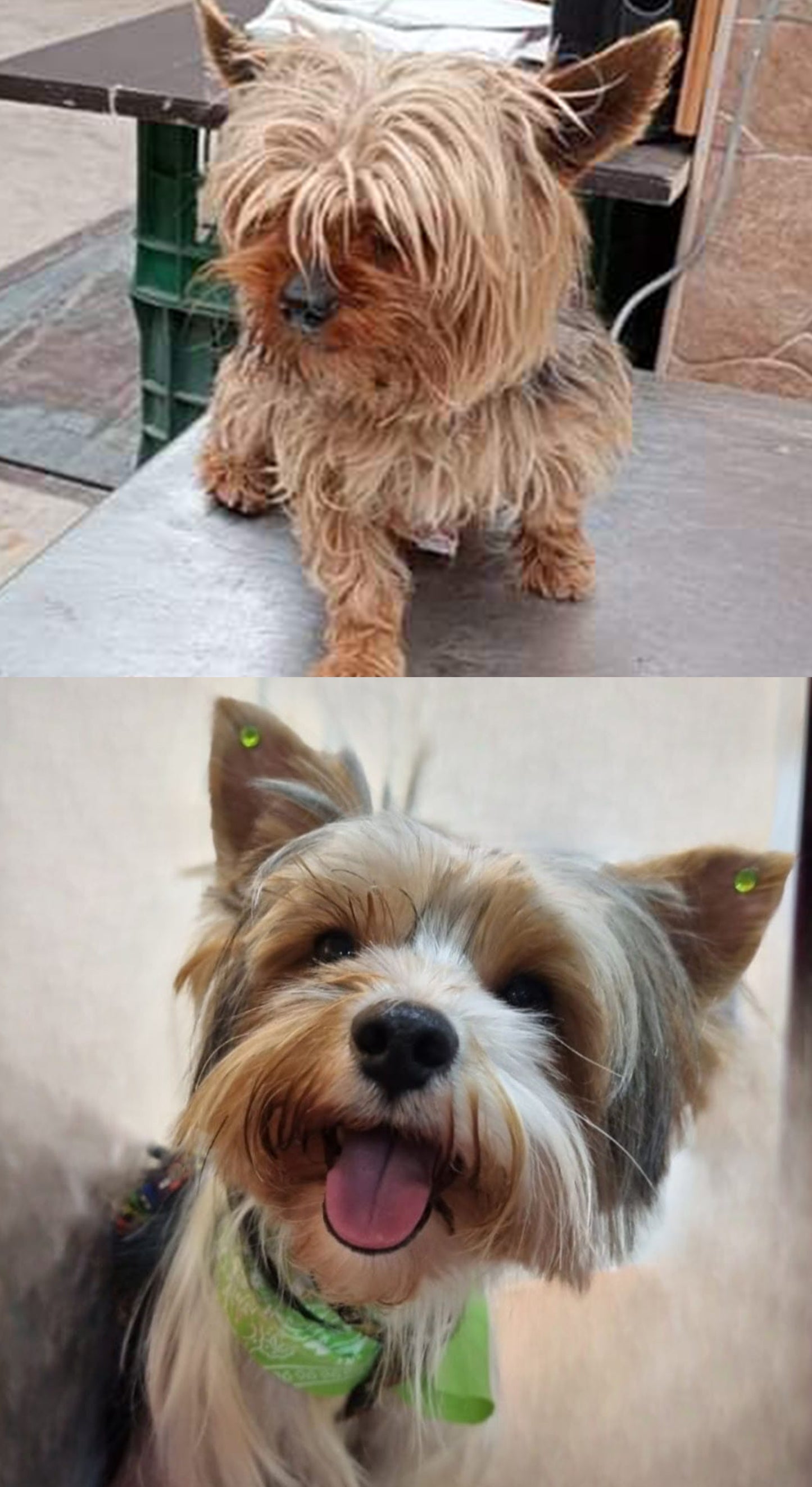 🐶ACONDICIONADOR PARA MASCOTAS😸