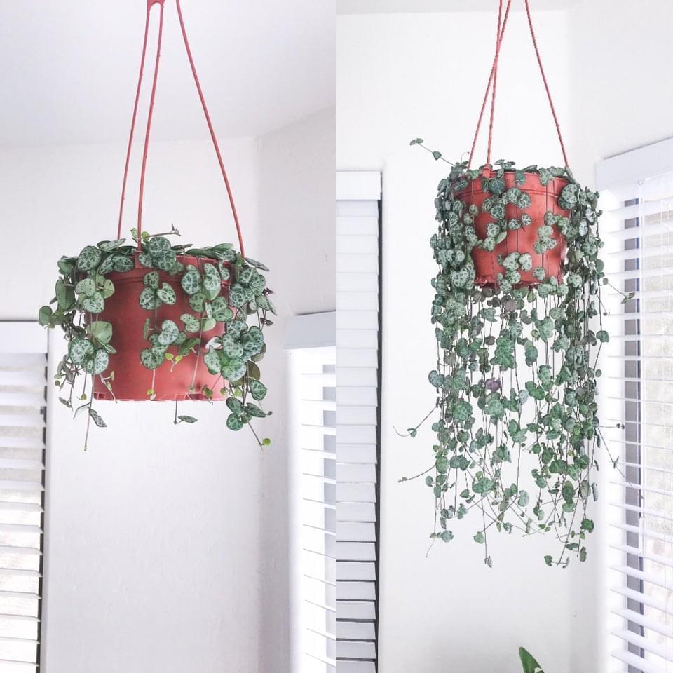 Alimento para plantas
