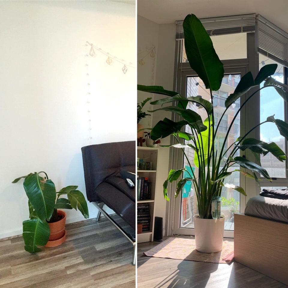 Alimento para plantas