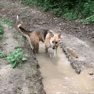 limpiador electrico de patas perro – La Iguana Shop