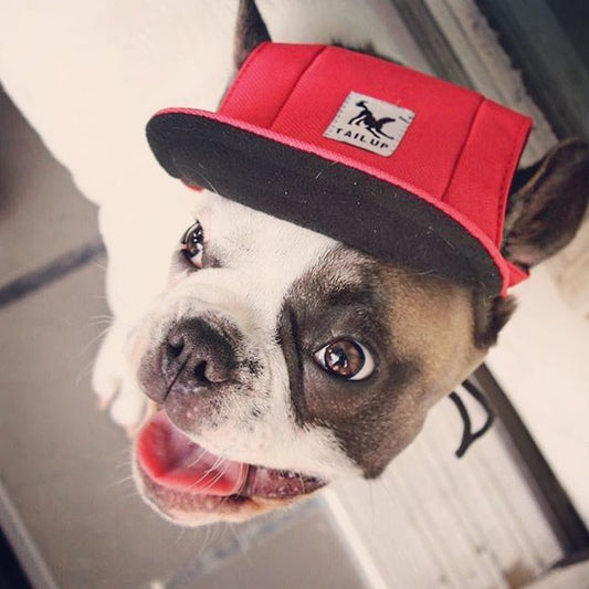 GORRA PARA PERROS