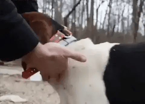 COLLAR ANTIPULGAS PARA MASCOTAS – La Iguana Shop